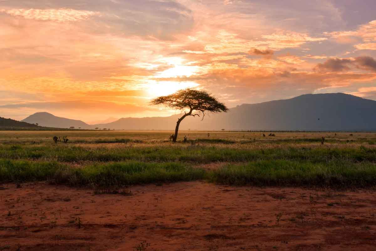 Acacia tree in the savanna at sunset - Custom business software system in Kenya powered by Zoho